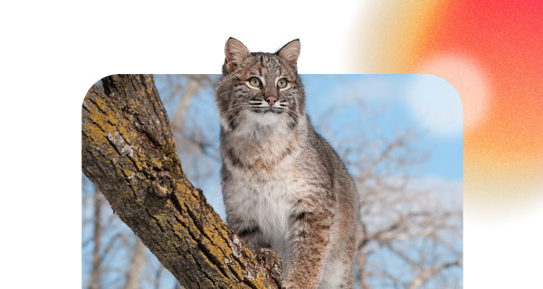 A bobcat stands on a tree, looking out at something in the distance.