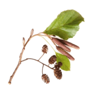 Alder Flower Tree