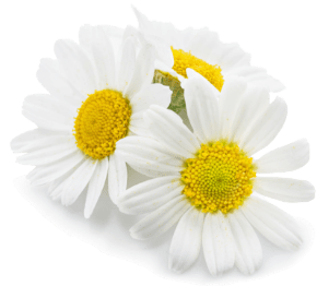 Chamomile Flower