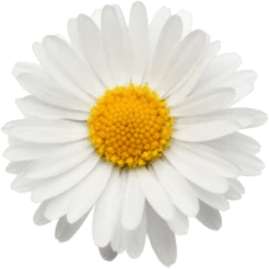 Daisy Flower