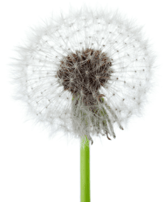 Dandelion Flowe