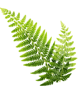 Fern Flower