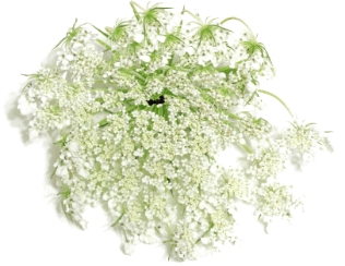 Hemlock Flower