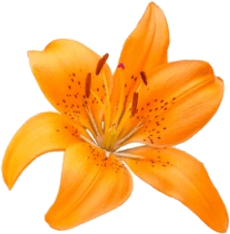 Lily Flower