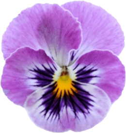 Pansy Flower