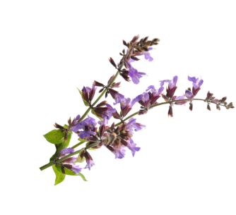 Sage Flower