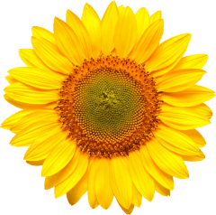 Sunflower Flower