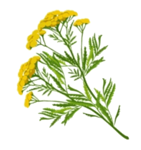 Tansy Flower