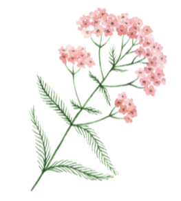 Yarrow Flower